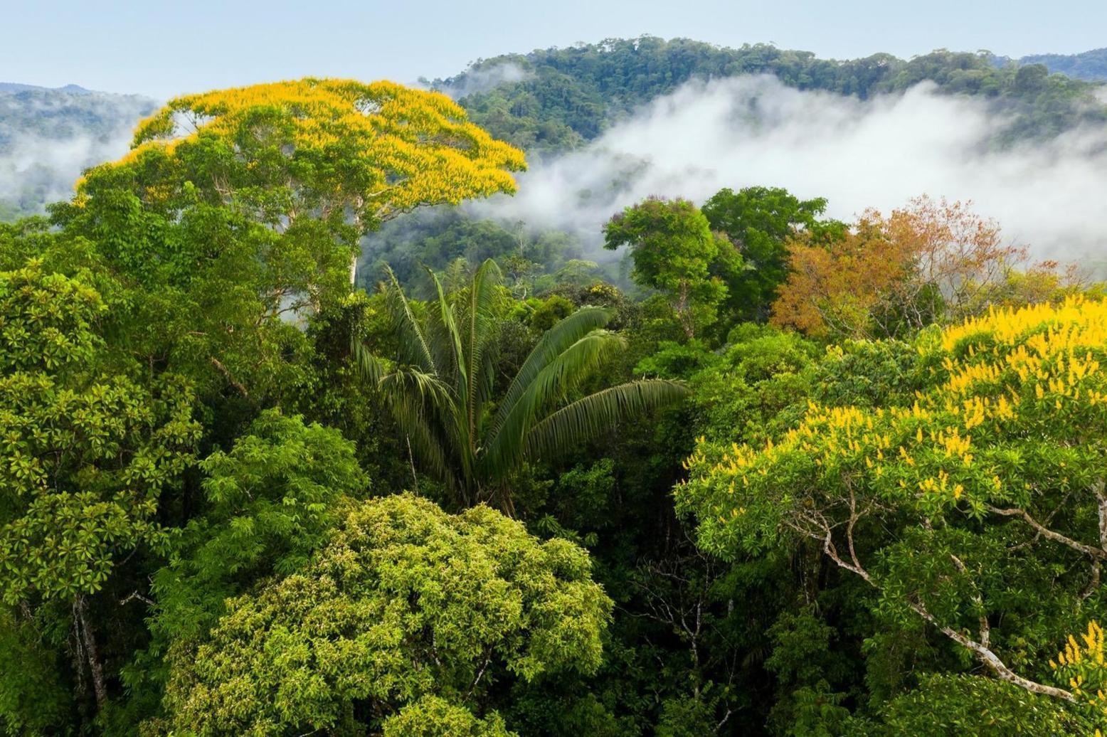 Les forêts tropicales menacées par des températures incompatibles avec la photosynthèse Les forêts tropicales menacées par des températures incompatibles avec la photosynthèse