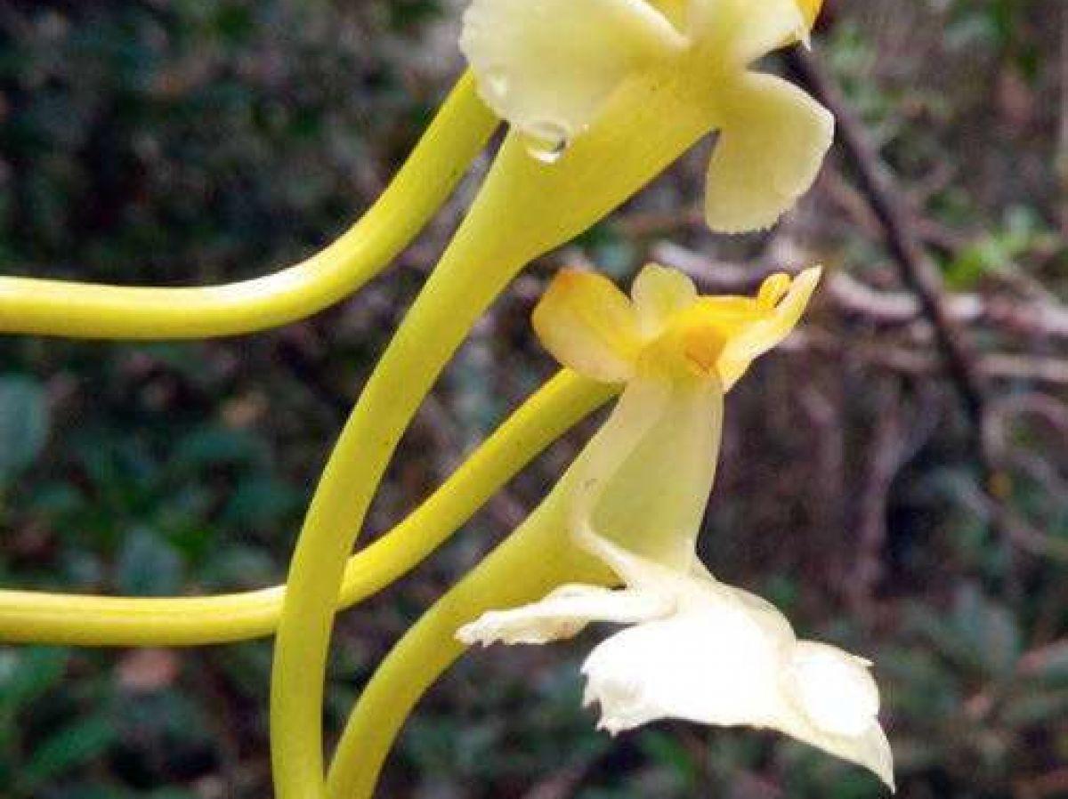 Découverte d’une nouvelle espèce d’orchidée de Darwin Découverte d’une nouvelle espèce d’orchidée de Darwin