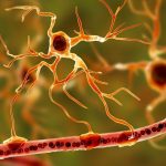 Découverte : il n’y a pas que les neurones qui jouent un rôle dans la mémoire ! Découverte : il n’y a pas que les neurones qui jouent un rôle dans la mémoire !