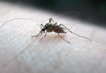 RDC : Plus de 21 000 Décès Dus au Paludisme Enregistrés en 2024 RDC : Plus de 21 000 Décès Dus au Paludisme Enregistrés en 2024