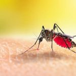 La Californie Développe des Moustiques OGM pour São Tomé La Californie Développe des Moustiques OGM pour São Tomé