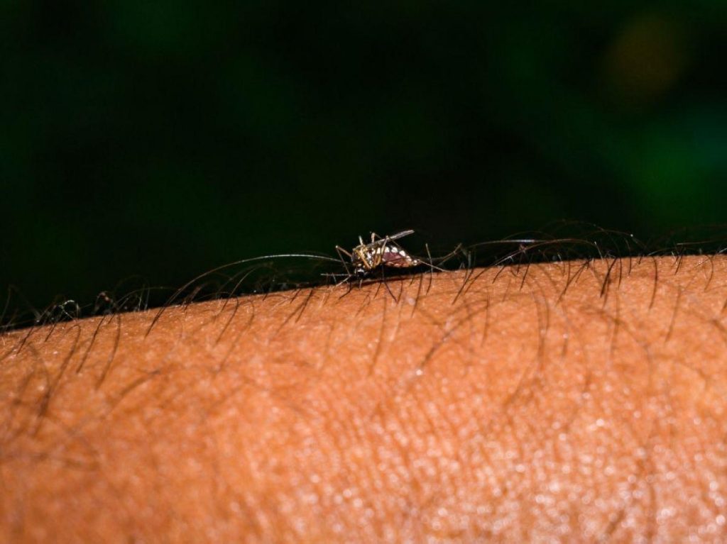 Premier Cas Autochtone de Chikungunya en 2025 dans le Var - São Tomé e ...