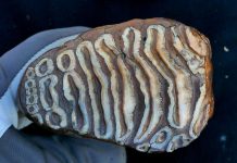 Bactéries Anciennes Découvertes dans Restes de Mammouths Bactéries Anciennes Découvertes dans Restes de Mammouths