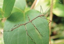 Le Plus Grand Insecte de France Découvert en Guyane Le Plus Grand Insecte de France Découvert en Guyane