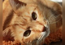 Origine Génétique de la Couleur Orange des Chats Origine Génétique de la Couleur Orange des Chats