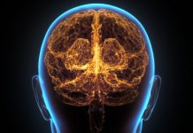 L’Âge du Sommet des Capacités Cérébrales L’Âge du Sommet des Capacités Cérébrales