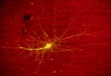 Un Interrupteur Épigénétique pour les Souvenirs Un Interrupteur Épigénétique pour les Souvenirs