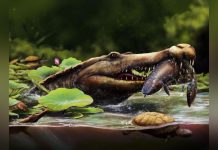 Ancien Crocodile Marin Découvert dans le Désert Égyptien Ancien Crocodile Marin Découvert dans le Désert Égyptien