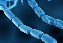 Sclérose en Plaques: Autogreffe Reconstitue Immunité Sclérose en Plaques: Autogreffe Reconstitue Immunité