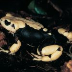 Crapauds Exceptionnels ne Deviendront Jamais Têtards Crapauds Exceptionnels ne Deviendront Jamais Têtards