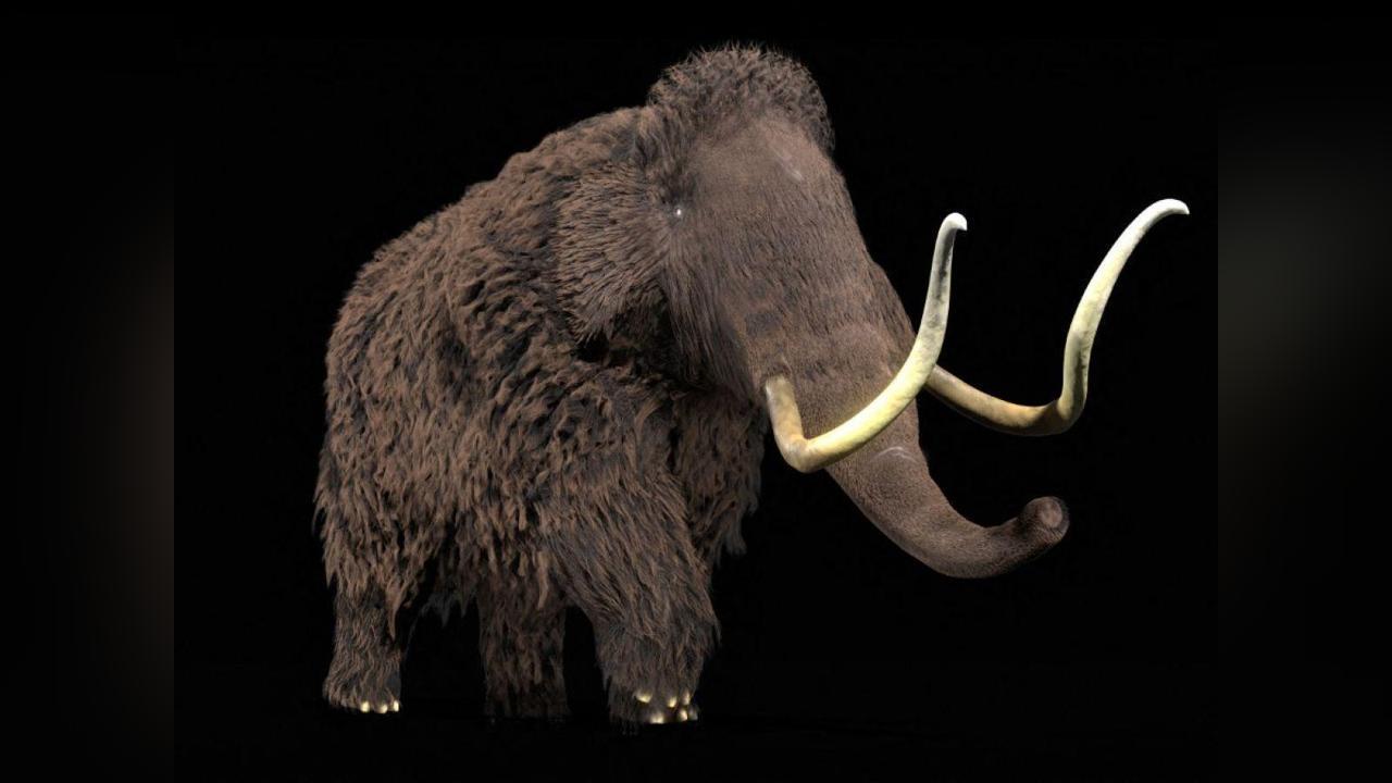 Dent de Mammouth Révèle Ses Secrets Après un Siècle Dent de Mammouth Révèle Ses Secrets Après un Siècle