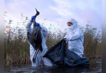 Grippe Aviaire: une Situation « Préoccupante » en Europe Grippe Aviaire: une Situation « Préoccupante » en Europe