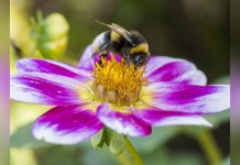 Bourdons Difficiles à Attirer Après Vagues de Chaleur Bourdons Difficiles à Attirer Après Vagues de Chaleur