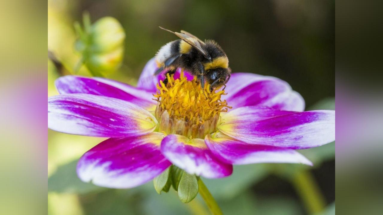 Bourdons Difficiles à Attirer Après Vagues de Chaleur Bourdons Difficiles à Attirer Après Vagues de Chaleur