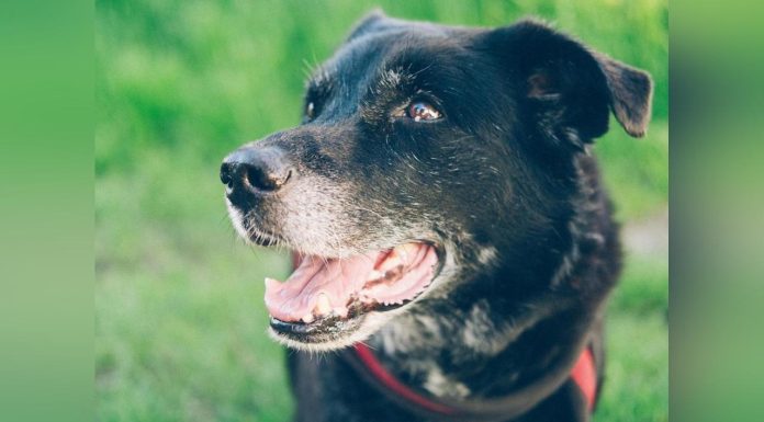Espérance de Vie des Chiens Selon leur Race Espérance de Vie des Chiens Selon leur Race