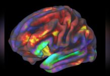 Transcription de la Pensée Visuelle par L’Ia Possible Transcription de la Pensée Visuelle par L’Ia Possible