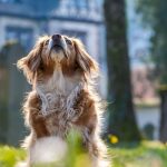 Croisements Récents avec Loups Influencent Chiens Modernes Croisements Récents avec Loups Influencent Chiens Modernes