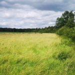 Restaurer les Puits de Carbone pour Sauver le Climat Restaurer les Puits de Carbone pour Sauver le Climat