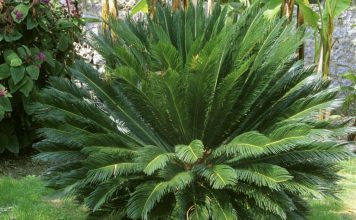 La Chaleur, Premier Langage entre Plantes et Pollinisateurs La Chaleur, Premier Langage entre Plantes et Pollinisateurs
