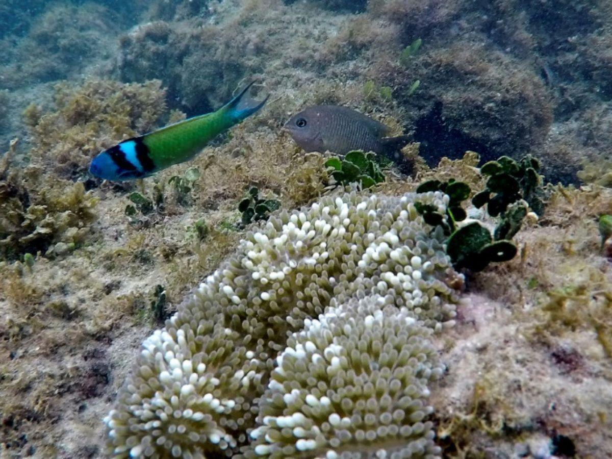 Récifs Coralliens Caraïbes Réduits de Moitié depuis 1980 Récifs Coralliens Caraïbes Réduits de Moitié depuis 1980