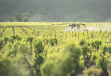 Explosion des Cancers du Pancréas Liée aux Pesticides Explosion des Cancers du Pancréas Liée aux Pesticides