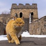 Introduction des Chats en Chine par les Routes de la Soie Introduction des Chats en Chine par les Routes de la Soie