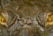 Regard Captivant D’Un Crocodile Couronné en Photo Regard Captivant D’Un Crocodile Couronné en Photo