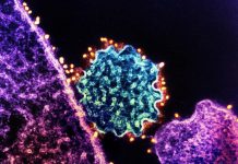 Nipah: quel Est ce Virus qui InquièTe L’Inde? Nipah: quel Est ce Virus qui InquièTe L’Inde?