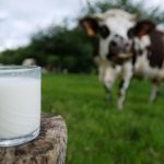 Avons-Nous Vraiment Besoin de Boire du Lait? Avons-Nous Vraiment Besoin de Boire du Lait?