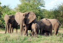 Haut-Lomami: des Éléphants Ravagent les Champs À Mulongo Haut-Lomami: des Éléphants Ravagent les Champs À Mulongo