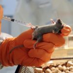 Élimination Complète des Tumeurs du Pancréas chez la Souris Élimination Complète des Tumeurs du Pancréas chez la Souris