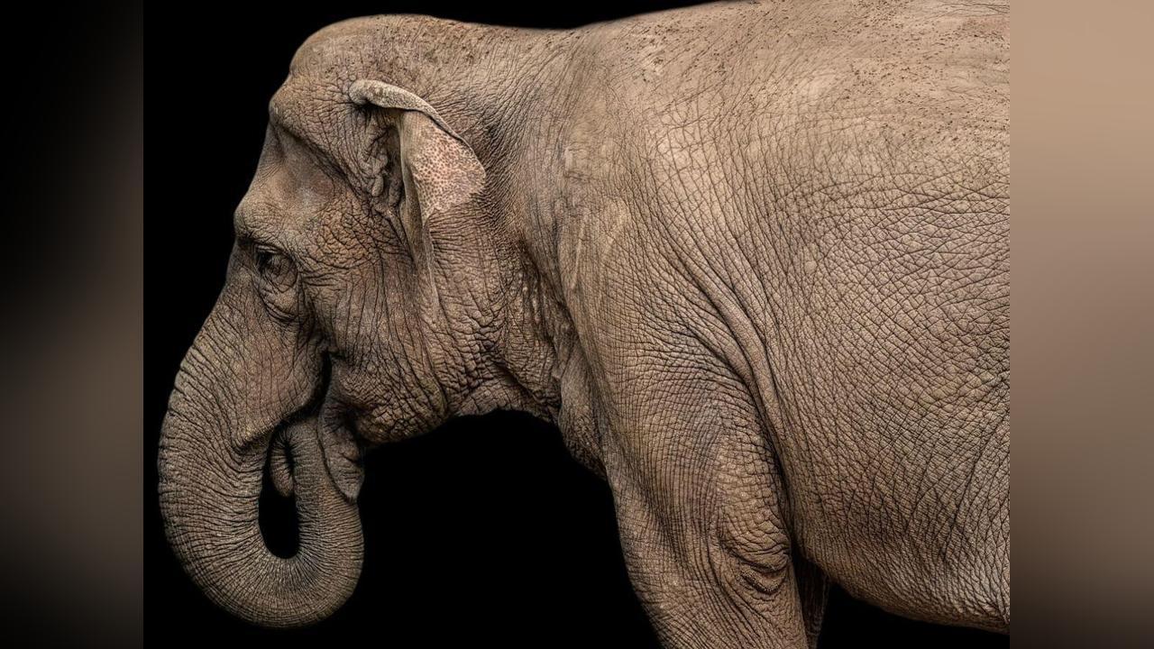 Le Secret de la Dextérité des Éléphants: Moustaches Le Secret de la Dextérité des Éléphants: Moustaches