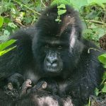 Bonnes Nouvelles Scientifiques de Janvier 2026 Bonnes Nouvelles Scientifiques de Janvier 2026