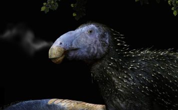 Haolong Dongi, le Dinosaure Hérisson Inhabituel Haolong Dongi, le Dinosaure Hérisson Inhabituel