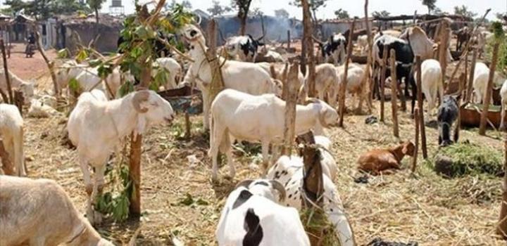 Reportage-Tabaski : Le service de l’Elevage de Louga relève un excédent de 64.000 moutons cette année Reportage-Tabaski : Le service de l’Elevage de Louga relève un excédent de 64.000 moutons cette année
