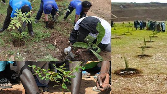 Un millier d’arbres fruitiers plantés à Ndiaganiao pour éradiquer la déforestation et la malnutrition Un millier d’arbres fruitiers plantés à Ndiaganiao pour éradiquer la déforestation et la malnutrition