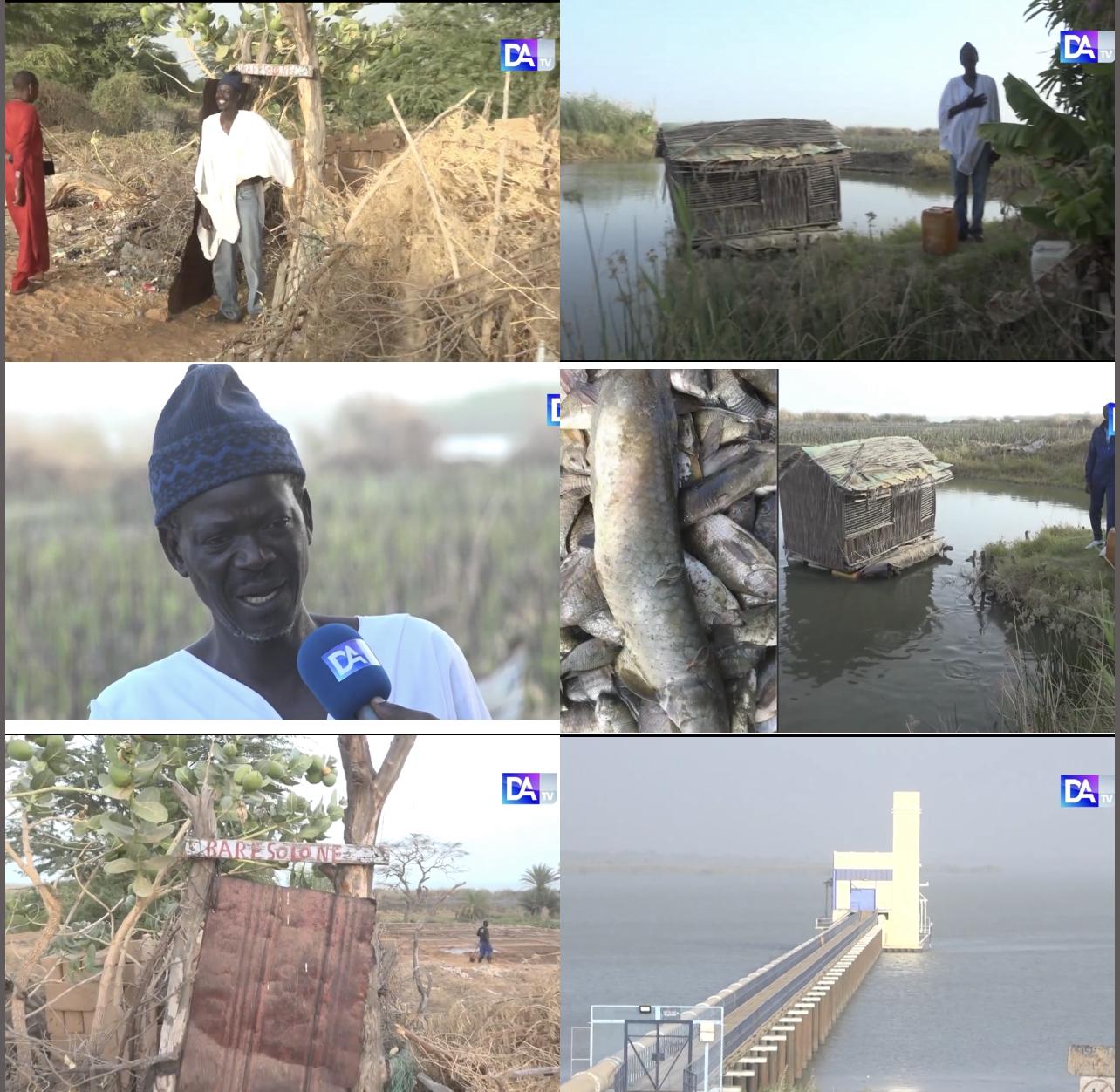 Un génie à Gnith : Cheikh Gaye, le pisciculteur touche-à-tout qui a transformé une partie du Lac de Guiers en une mare à poissons. Un génie à Gnith : Cheikh Gaye, le pisciculteur touche-à-tout qui a transformé une partie du Lac de Guiers en une mare à poissons.