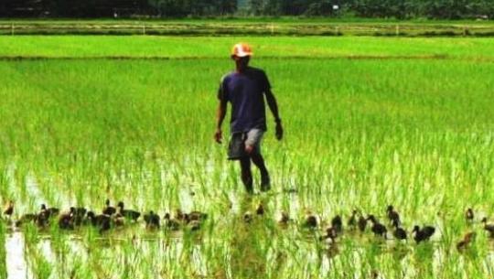 Campagne contre saison chaude : La Banque agricole débloque 7 milliards pour les riziculteurs de la vallée Campagne contre saison chaude : La Banque agricole débloque 7 milliards pour les riziculteurs de la vallée