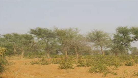 Forêt classée de Mbao : la FAO offre 200 pieds d’espèces différentes