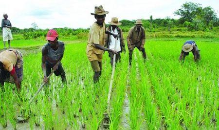 Au Sénégal, une initiative du gouvernement et de la BAD permet de soutenir les entrepreneurs agricoles Au Sénégal, une initiative du gouvernement et de la BAD permet de soutenir les entrepreneurs agricoles