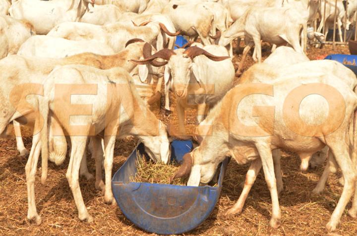 Tabaski 2022 : Le gouvernement annonce avoir subventionné 3000 tonnes d’aliment de bétail