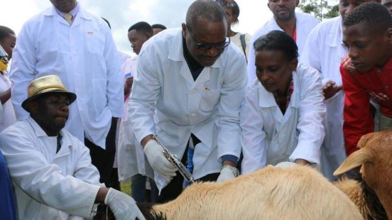 Contrôle et éradication de la peste des petits ruminants: La Cedeao lance la campagne de vaccination de masse Contrôle et éradication de la peste des petits ruminants: La Cedeao lance la campagne de vaccination de masse