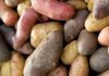 La pomme de terre et ses variétés La pomme de terre et ses variétés