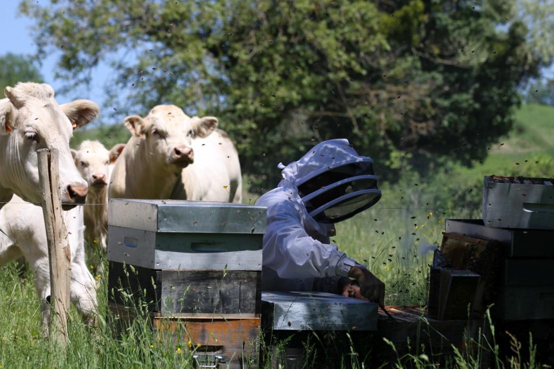 Le miel et les confiseries du rucher de l’école Le miel et les confiseries du rucher de l’école