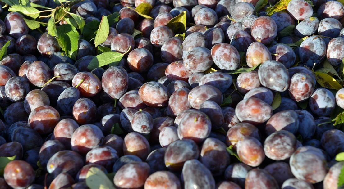 De la prune d'Ente au pruneau d'Agen IGP De la prune d'Ente au pruneau d'Agen IGP