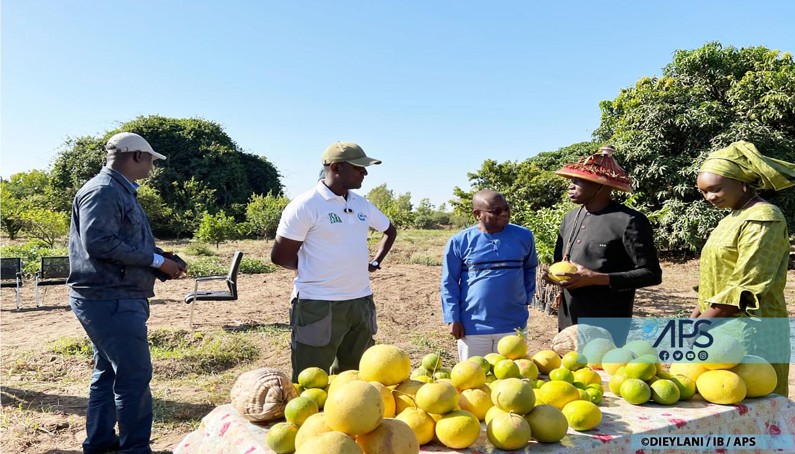Le Sommet Dakar 2 sur la souveraineté alimentaire, le riz, la banane et d’autres sujet au menu d’un entretien avec Aly Ngouille Ndiaye Le Sommet Dakar 2 sur la souveraineté alimentaire, le riz, la banane et d’autres sujet au menu d’un entretien avec Aly Ngouille Ndiaye