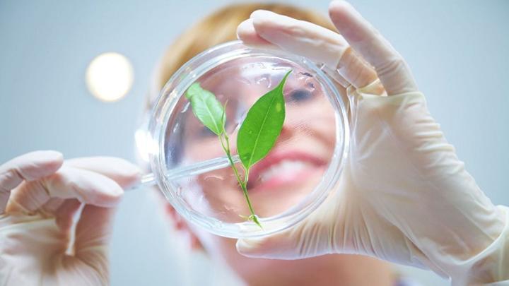 L’agriculture moléculaire ou comment les plantes peuvent fournir des protéines L’agriculture moléculaire ou comment les plantes peuvent fournir des protéines