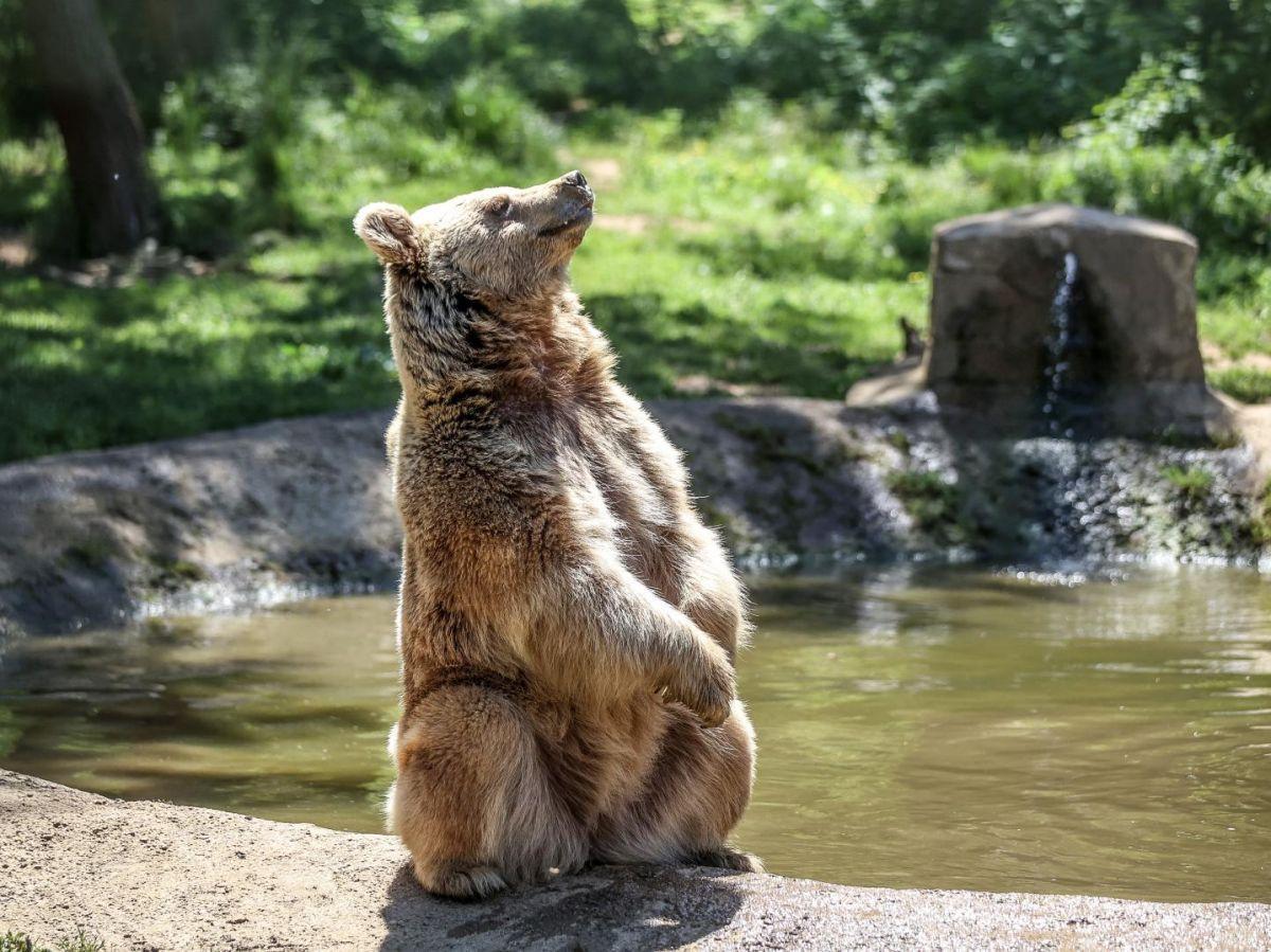 Comment les ours parviennent à hiberner en évitant les problèmes veineux Comment les ours parviennent à hiberner en évitant les problèmes veineux