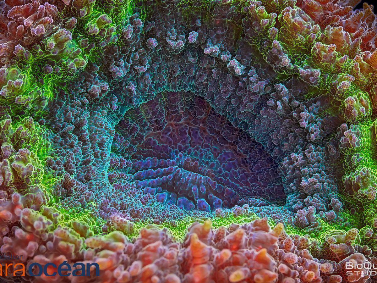 L’extraordinaire diversité du microbiome des récifs coralliens du Pacifique révélée par la mission Tara L’extraordinaire diversité du microbiome des récifs coralliens du Pacifique révélée par la mission Tara