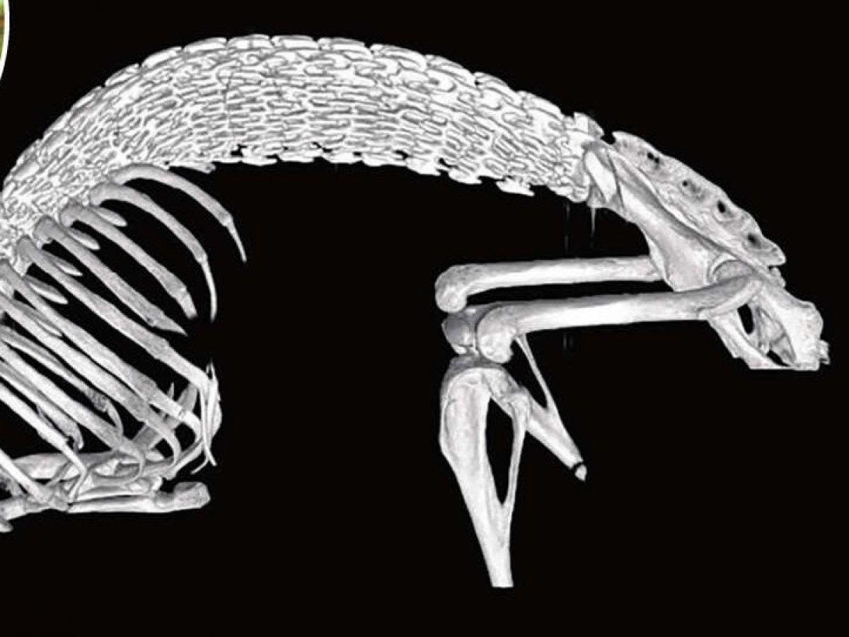 Ces fascinants animaux indestructibles Ces fascinants animaux indestructibles